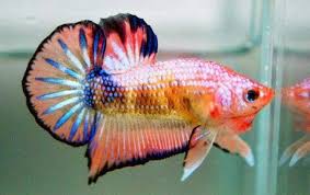 Walaupun ikan cupang ini agresif dan hidup soliter, ikan air tawar ini terbilang 1. 15 Jenis Ikan Cupang Liar Hias Hingga Aduan Tokopedia Blog