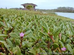 Image result for Sesuvium