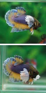 808 Big Ears Mg Ohmpk Male From Seller Hippo 1800 Betta Fish Fish Pet Betta