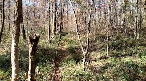 Abraham Abram Cochran Cemetery Est.1862 Famed Walking Stick Sycamore Tree