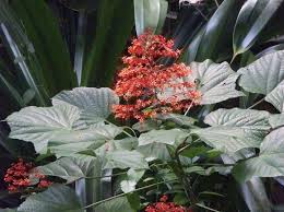 Bird Of Paradise Flower Meaning In Tamil Pin On Orchids