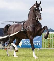 Dutch Harness Horse Breed Information, History, Videos, Pictures
