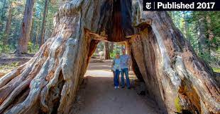 Redwoods are famous for their fast growth of up to seven or eight feet per year, massive sizes, and incredibly rot resistant wood. Giant Sequoia Tunnel Tree In California Is Toppled By Storm The New York Times