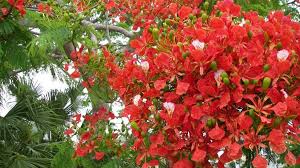 Do you have any spring flowering landscape plants? Gardening The Flowering Trees Of Florida