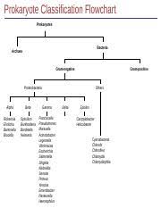 Chapter 11 Prokaryote Classification Flowchart