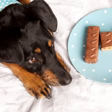 We did not find results for: How To Treat Chocolate Poisoning In Dogs