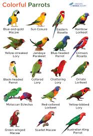 Image result for parrot