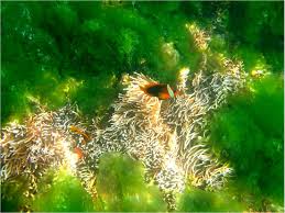 Maybe you would like to learn more about one of these? What S In The Sea Census Of Marine Life Marine Biodiversity Roll Call Science Media Centre