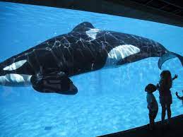 Natureza - Parque aquático SeaWorld diz que não vai mais criar orcas em  cativeiro