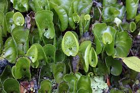 Image result for Hymenophyllum capillare