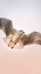 How to download free opera mini for samsung galaxy core 2. 720x1280 White Bird Seabird Seagull Wallpaper White Bird Bird Sea Birds