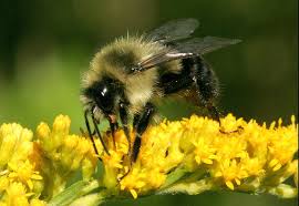 Image result for Bombus cingulatus
