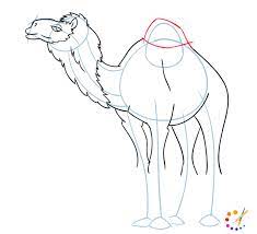 A cloven hoof (hoof is split example a camel has a cloven hoof) this makes it unclean. How To Draw A Camel Step By Step For Kids Beginners