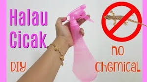 Dia mendapatkan sertifikasi dari american red cross dalam hal pertolongan pertama pada kecelakaan dan cpr pada anjing dan mendapat dukungan dari banyak rumah sakit dan klinik serta washington humane society. Diy Tips Halau Cicak Berkesan Youtube