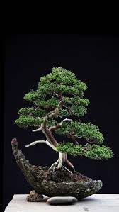 These days bonsai plants are readily available in garden centers and online. Bonsai Tree 25 Awesome Bonsai Cafe Evanston Images