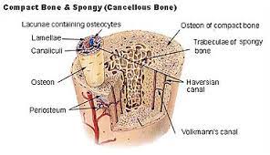 The compact bones form the hard exterior of the bones, whereas the spongy bones have several pores that are filled with nerves and blood vessels. Osteon Wikipedia