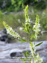 Image result for Melilotus albus