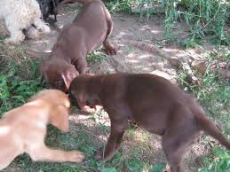 The fox red shade of yellow is just the color on the far end of the color spectrum for yellow labradors. Red Fox Lab Puppies For Sale Ohio