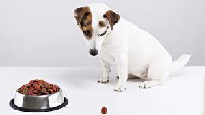 If your dog is suffering from an issue with their liver or kidneys, they might lose weight even if they eat normally. Dog Won T Eat We May Have The Reason Why And Solution Petstrips