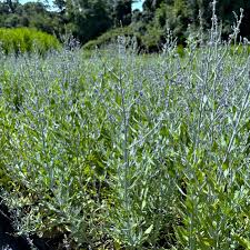 Image result for perovskia atriplicifolia 'little spire'