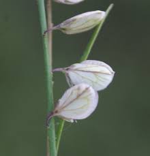 Image result for Polygala persicariifolia