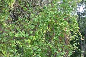 Image result for Cardiospermum grandiflorum