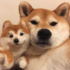 Pin By Lukas On Dogs Cute Dogs Cute Little Animals Cute Animals