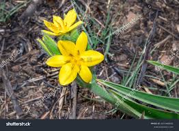 Image result for Hypoxis rigidula