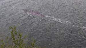 Trouvez des photos de banque d'images de haute qualité, que vous ne trouverez nulle part ailleurs. Ecosse Le Monstre Du Loch Ness Refait Surface