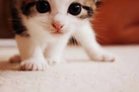 Koleksi Gambar Kucing Comel Dan Kiut Cute Animals Cutest Kittens Ever Cats