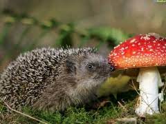 Magic Mushroom Bosdieren Egels Paddestoelen