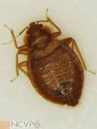 Image result for Cimex Lectularius L