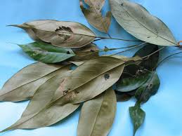 Image result for Cleistanthus