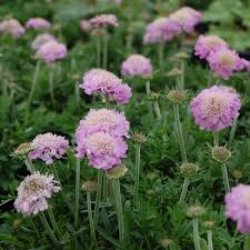 Image result for Scabiosa