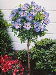 dekorativnaya obrezka kustarnika gibiskusa hibiscus de jardin arbuste en pot arbustes a fleurs