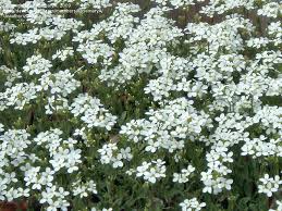 Know what you grow & save big! Plant Identification Closed Profuse Low Growing White Flowers 1 By Rosemarya