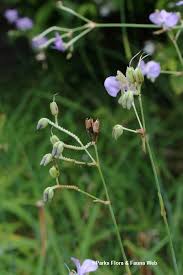 Image result for Murdannia stricta