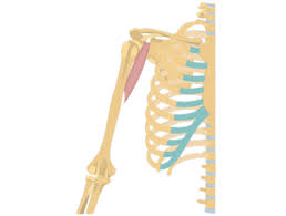 Well there are two muscles which bend the arm: Arm Muscles Muscles That Act On The Arm Anatomy Function