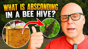 Benefits of a Mentor in Beekeeping