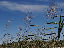 Image result for Phragmites mauritianus