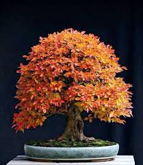 Bonsai Bonsai Baum Bonsai Mini Garten