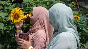 Di malaysia saja, jumlah spesies bunga raya mencapai 300 jenis. Menikmati Pesona Rimbunnya Bunga Matahari Di Sunflower Garden Malaysia Lifestyle Liputan6 Com