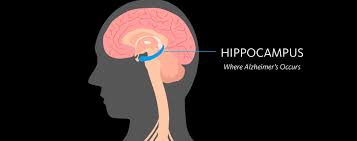 Scientists believe that many factors influence when alzheimer's disease begins and how it progresses. Dementia Alzheimer S Disease What S The Difference Alzheimer S Drug Discovery Foundation