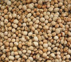 Image result for Cajanus cajan