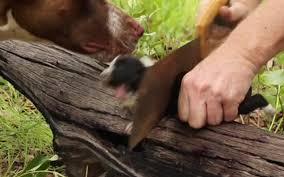 1 bitch 9 pups full video