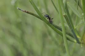 Sphinx moth this publication reviews the biology of. Advanced Integrated Pest Management