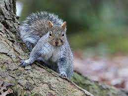Eastern Grey Tree Squirrel Squirrel Animals North American Red Squirrel