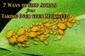 To summarise, there are a variety of ways you can get rid of aphids on milkweed. 59 Butterfly Ideas Butterfly Garden Butterfly Monarch Butterfly Garden