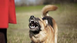 Prt Tewas Digigit Anjing 5 Tips Hadapi Anjing Yang Bisa Membunuh Salah Satunya Jangan Tatap Mata Halaman All Warta Kota