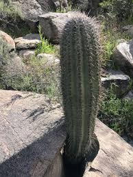 The tallest saguaro ever measured was an armless specimen found near cave creek. All About Saguaros Faqs For Tucson Residents Local Yard Garden Resources